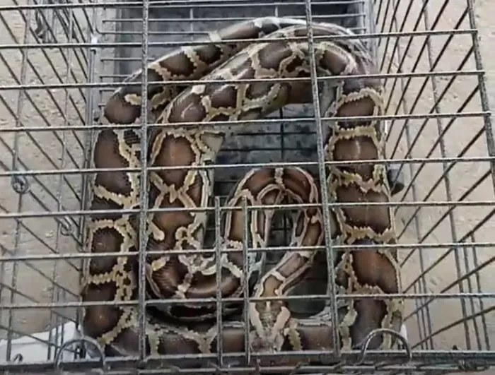 Trước đó, anh Phan Đại Thắng, một người dân địa phương, đã tự nguyện giao nộp con trăn gấm nặng khoảng 6kg cho Hạt Kiểm lâm Quế Phong. Sau khi kiểm tra sức khỏe và xác nhận tình trạng ổn định của con trăn, lực lượng chức năng đã thả nó về tự nhiên.