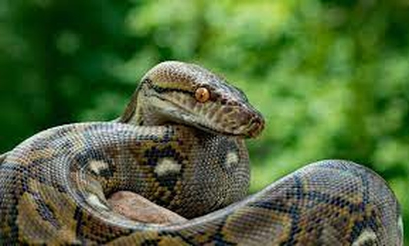 Theo sách Kỷ lục Thế giới Guinness, cá thể dài nhất trong môi trường nuôi nhốt ở Kansas City, Mỹ vào năm 2011 có chiều dài 7,6m.