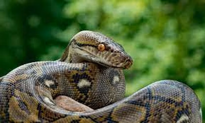 Theo sách Kỷ lục Thế giới Guinness, cá thể dài nhất trong môi trường nuôi nhốt ở Kansas City, Mỹ vào năm 2011 có chiều dài 7,6m.