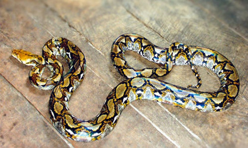 Thức ăn chủ yếu của trăn gấm gồm các loài thú và chim, cầy hương, cầy mực, các loài linh trưởng.