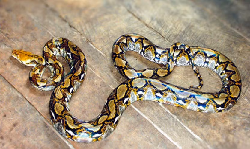 Thức ăn chủ yếu của trăn gấm gồm các loài thú và chim, cầy hương, cầy mực, các loài linh trưởng.