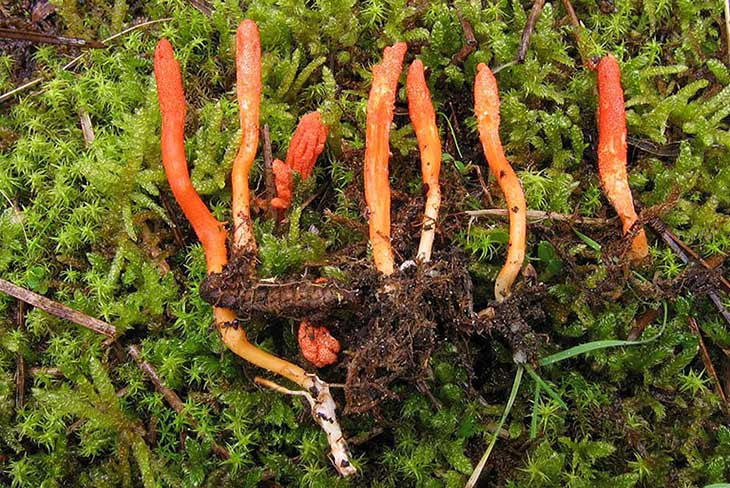 Vào mùa đông, nấm xâm nhập và phát triển trong ấu trùng dưới lòng đất. Đến mùa hè, nấm mọc chồi lên khỏi mặt đất, vẫn gắn liền với xác ấu trùng.