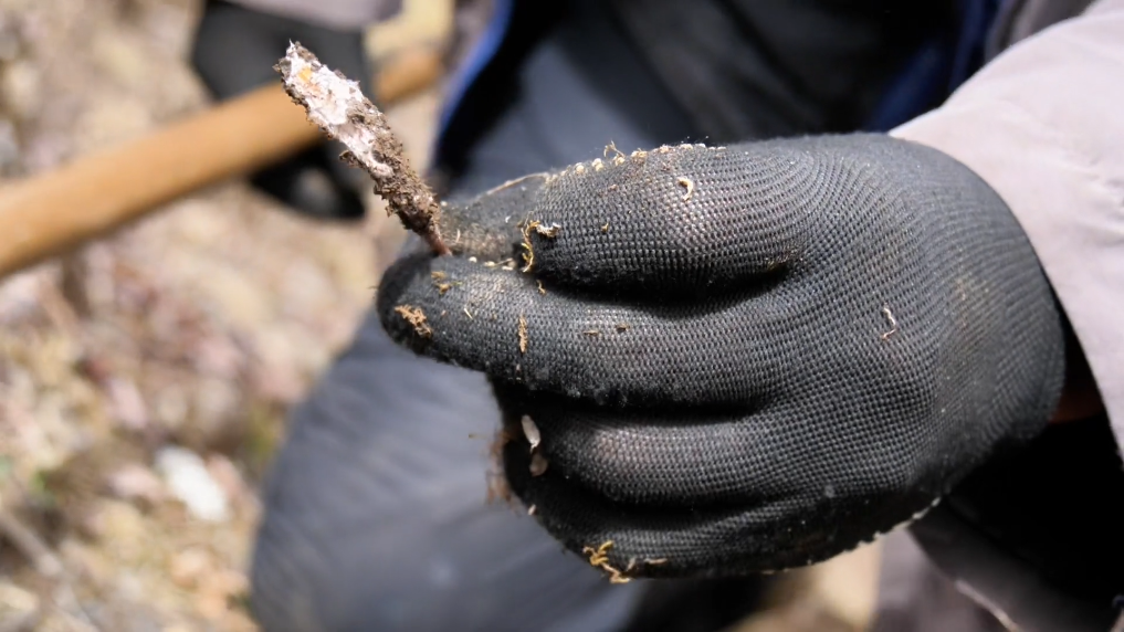 Gia đình ông mời chuyên gia dược học đến xem xét và xác nhận đây là đông trùng hạ thảo tự nhiên. Sau khi hiểu được giá trị của nó, ông lão đã bán cho chuyên gia với giá cao.