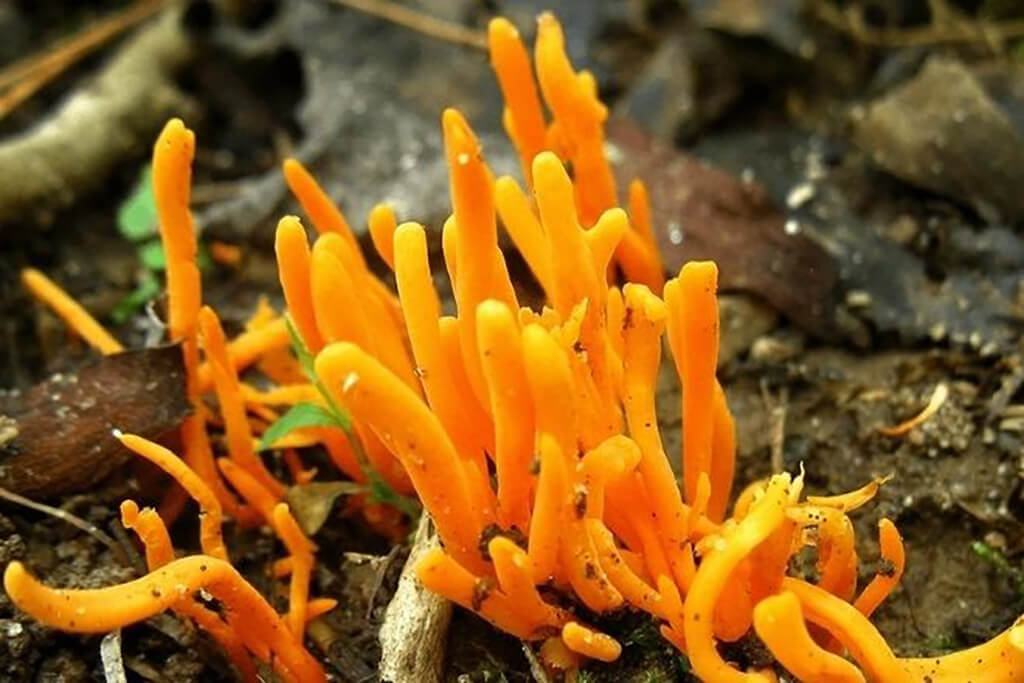 Nó được coi là một vị thuốc quý hiếm, có giá trị ngang với nhân sâm.