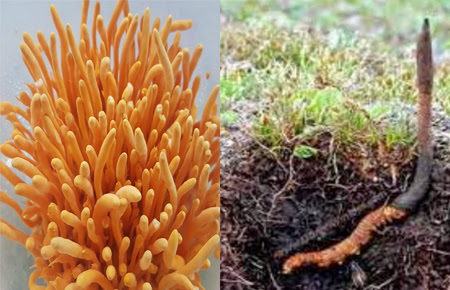 Việc khai thác quá mức đang làm giảm số lượng nấm trong tự nhiên, nhưng nhiều quốc gia đã nghiên cứu và nuôi trồng thành công loại dược liệu này