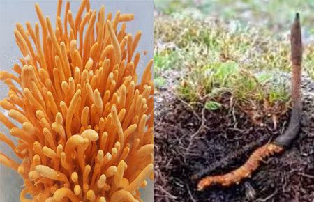 Việc khai thác quá mức đang làm giảm số lượng nấm trong tự nhiên, nhưng nhiều quốc gia đã nghiên cứu và nuôi trồng thành công loại dược liệu này