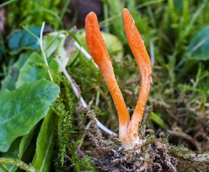 Đông trùng hạ thảo tự nhiên có giá thành rất cao, dao động từ 50.000 đến 90.000 USD mỗi kg.