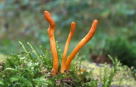 Đông trùng hạ thảo là loại nấm ký sinh trên ấu trùng sâu thuộc họ Cánh bướm, xuất hiện ở các cao nguyên từ 3.500 đến 5.000 mét ở Trung Quốc.