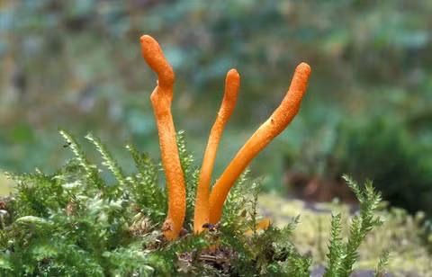 Đông trùng hạ thảo là loại nấm ký sinh trên ấu trùng sâu thuộc họ Cánh bướm, xuất hiện ở các cao nguyên từ 3.500 đến 5.000 mét ở Trung Quốc.