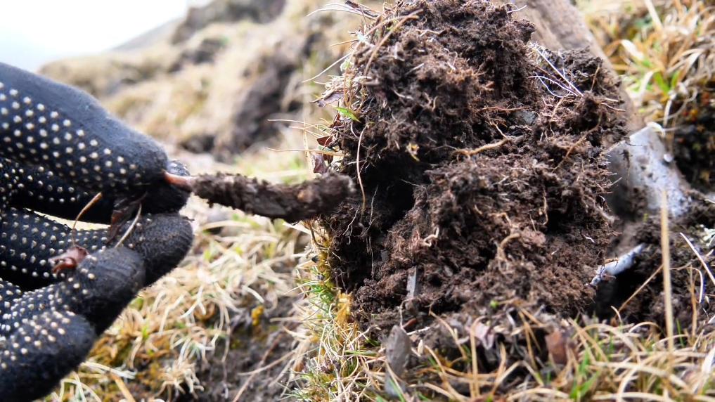 Trong khi làm việc, ông phát hiện một vật lạ, ban đầu tưởng là một loại củ, nhưng thực chất đó là đông trùng hạ thảo - một loại dược liệu quý hiếm giá trị hơn vàng.
