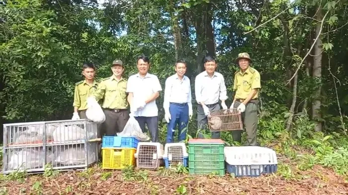 Sau khi được cứu hộ và chăm sóc, sức khỏe của con trăn đã ổn định, sẵn sàng quay lại môi trường tự nhiên để sinh sống và phát triển.