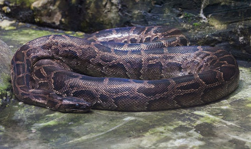 Thức ăn chủ yếu của trăn đất gồm: loài gặm nhấm, hươu nai, chim, ếch nhái và bò sát.