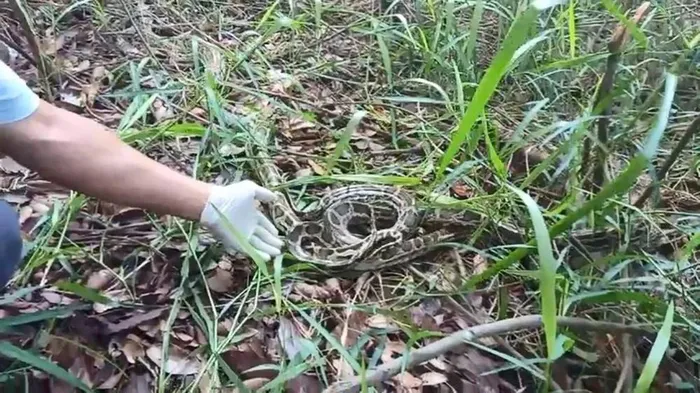 Con trăn đất này được bà Tôn Nữ Thị Xí ở quận 12 phát hiện và tự nguyện giao cho Chi cục Kiểm lâm TP.HCM hồi đầu năm 2024. Bà Xí kể rằng bà phát hiện con trăn khi tỉnh giấc vào rạng sáng, thấy một con vật mềm và lạnh nằm cạnh mình. Sau khi phát hiện, bà đã gọi hàng xóm hỗ trợ và bàn giao con trăn cho kiểm lâm. (Ảnh: HT)