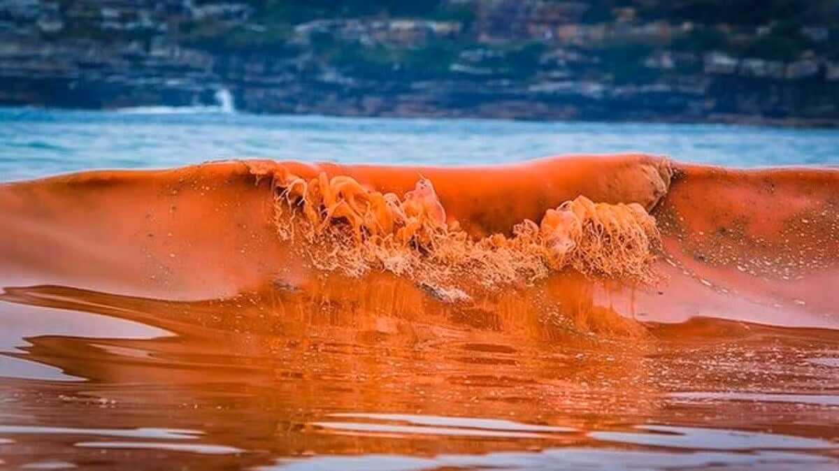 Khi tảo ở cửa sông, biển hoặc nước ngọt tích tụ nhiều sẽ khiến mặt nước đục hoặc chuyển sang màu hồng, xám, tím, đỏ, đen hoặc xanh. Vì thế mới có những cái tên như: thủy triều đen, thủy triều xanh... Nhưng nhìn chung, nó không hề liên quan đến hoạt động của thủy triều.