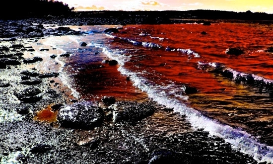 Trên thực tế, tảo biển là mắt xích rất quan trọng trong chuỗi thức ăn dưới đại dương. Hầu hết các đợt tảo biển nở hoa là có lợi, bởi vì chúng sẽ cung cấp số lượng lớn thức ăn cho các loài động vật.