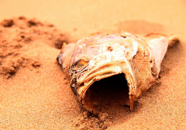 Để ngăn ngừa và giảm thiểu tác hại của thủy triều đỏ, cần có các biện pháp quản lý môi trường biển và giám sát chặt chẽ các điều kiện có thể thúc đẩy sự nở hoa của tảo.