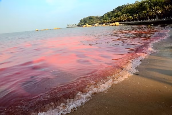 Thủy triều đỏ còn được gọi là tảo nở hoa, bởi đây chính là hiện tượng tảo sinh sản với số lượng lớn trong nước đến mức làm mất màu nước ven biển.