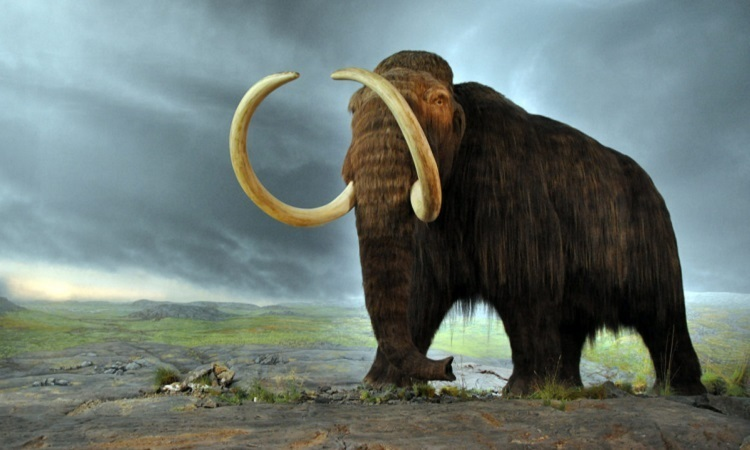 Dữ liệu bộ gen cho thấy quần thể voi ma mút trên đảo đã trải qua tình trạng cận huyết và đột biến di truyền trong suốt 6.000 năm cô lập, nhưng điều này không đủ để tiêu diệt chúng đột ngột.