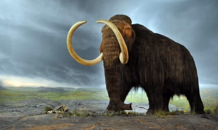 Dữ liệu bộ gen cho thấy quần thể voi ma mút trên đảo đã trải qua tình trạng cận huyết và đột biến di truyền trong suốt 6.000 năm cô lập, nhưng điều này không đủ để tiêu diệt chúng đột ngột.