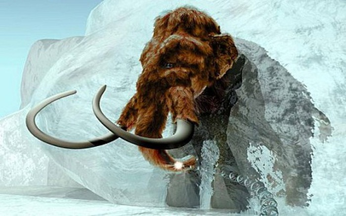 Đáng chú ý, con người không phải là thủ phạm, vì bằng chứng khảo cổ học cho thấy sự hiện diện của con người trên đảo chỉ xuất hiện sau khi voi ma mút đã tuyệt chủng.