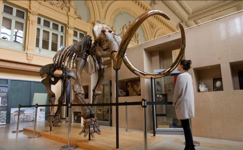 Khi Kỷ Băng Hà giảm bớt, môi trường sống của voi ma mút dần biến đổi từ lãnh nguyên thảo nguyên khô sang rừng ôn đới ẩm ướt, khiến chúng bị cô lập ở vùng cực bắc của lục địa Á-Âu và cuối cùng là trên đảo Wrangel.