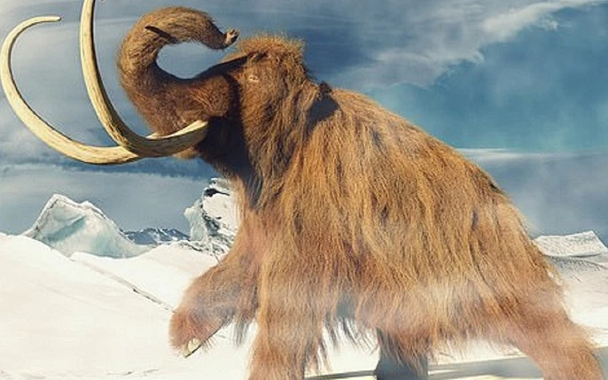 Khoảng 4.000 năm trước, con voi ma mút lông xù cuối cùng của Trái đất đã chết cô đơn trên đảo Wrangel ở Bắc Băng Dương, ngoài khơi Siberia (Nga). 