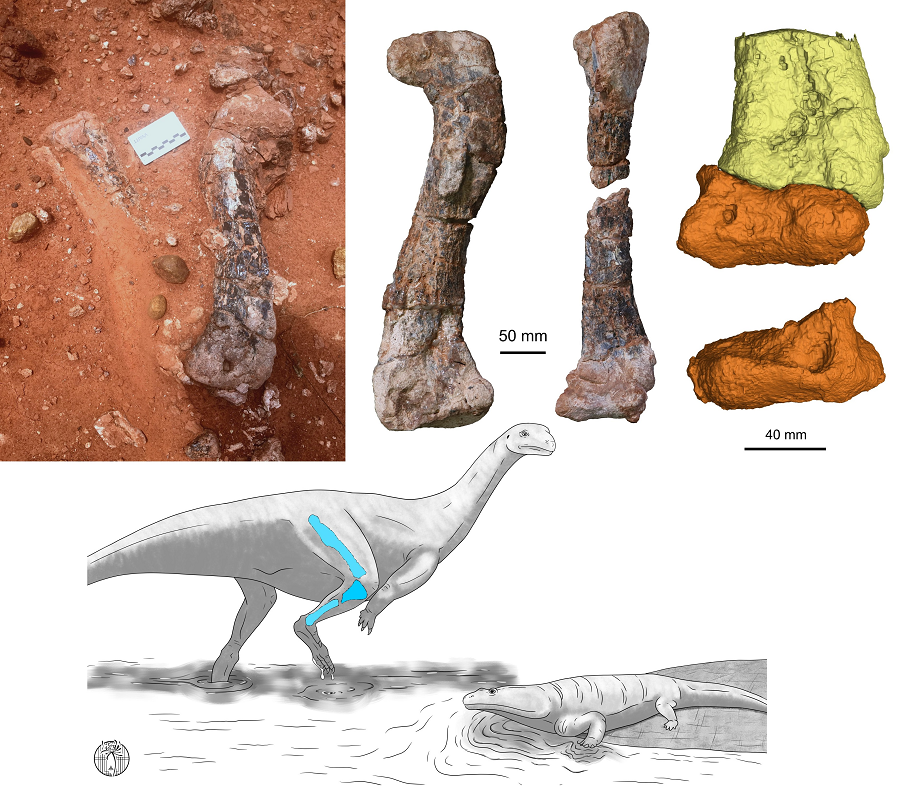 Mặc dù có kích thước khổng lồ, Musankwa sanyatiensis vẫn là một loài ăn cỏ hiền lành.