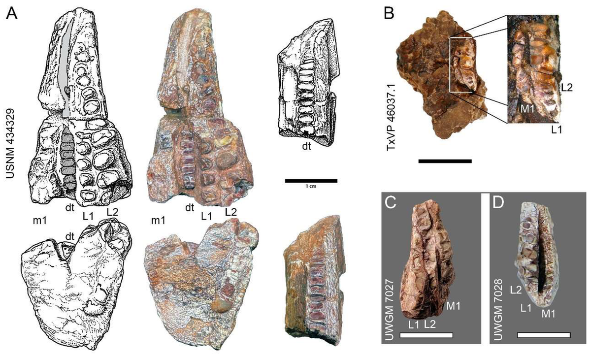 Trước đó, các nhà khoa học đã khai quật được những mẫu vật về loài Beesiiwo cooowus tại Hệ tầng Popo Agie, một hệ tầng địa chất kỷ Tam Điệp ở dãy núi Bighorn, một phần của dãy Rocky phía Bắc nước Mỹ.