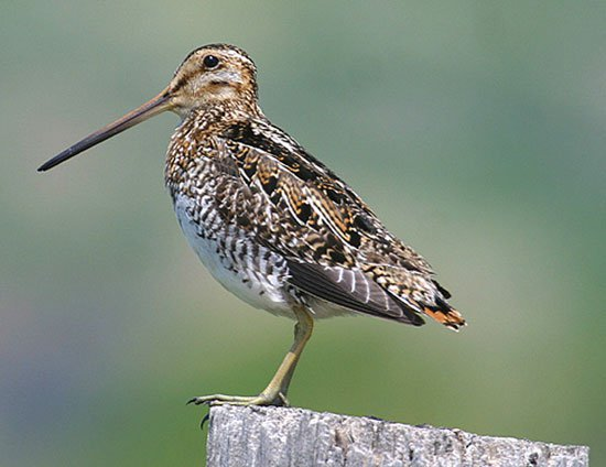 Trong thế giới tự nhiên, có rất nhiều loài chim có khả năng bay xa và bền bỉ, nhưng chim dẽ giun (Calidris canutus) lại nổi bật với một kỷ lục phi thường. Loài chim này không chỉ có khả năng bay xa hàng nghìn dặm mà còn có thể thực hiện những chuyến bay kéo dài hàng ngày trời mà không cần dừng lại để ăn uống hay nghỉ ngơi.