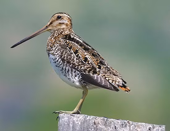 Trong thế giới tự nhiên, có rất nhiều loài chim có khả năng bay xa và bền bỉ, nhưng chim dẽ giun (Calidris canutus) lại nổi bật với một kỷ lục phi thường. Loài chim này không chỉ có khả năng bay xa hàng nghìn dặm mà còn có thể thực hiện những chuyến bay kéo dài hàng ngày trời mà không cần dừng lại để ăn uống hay nghỉ ngơi.