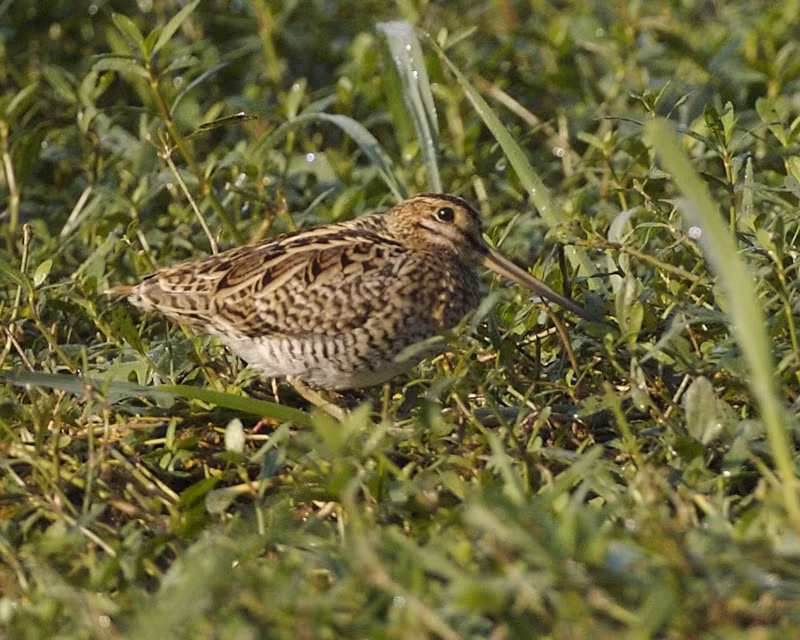 Theo tiến sĩ Raymond Klaassen từ Đại học Lund, Thụy Điển, kết quả nghiên cứu cho thấy một số con chim đã chuẩn bị cho những chuyến bay dài, không dừng lại ngay cả khi các địa điểm dừng chân xuất hiện và hướng đi không thuận chiều gió. Điều này chứng tỏ loài chim này có một sự bền bỉ và kiên cường đáng kinh ngạc