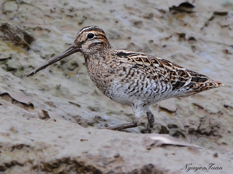 Những con chim này bay với vận tốc từ 33 tới 60 dặm mỗi giờ mà không cần nghỉ ngơi. Kết quả này thật sự không tính tới sự hỗ trợ của hướng gió, điều này càng làm tăng thêm sự kinh ngạc về khả năng chịu đựng của loài chim này.