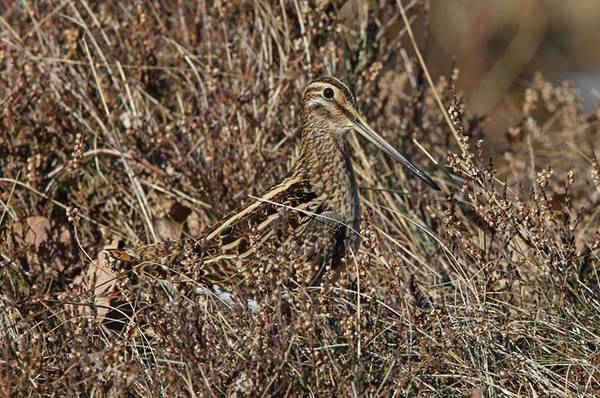 Chim dẽ giun có màu nâu và kích cỡ tương đương một con chim bồ câu nhỏ. Chúng sử dụng cái mỏ dài của mình để tìm kiếm côn trùng và sâu trong bùn. Trước đây, chim dẽ giun thường được thấy ở Anh và thường bị săn bắn. Tuy nhiên, với số lượng loài này giảm xuống, chúng ngày càng hiếm khi được nhìn thấy. Hiện tại, chỉ có 2 hoặc 3 con được phát hiện mỗi năm ở bờ biển nước này.