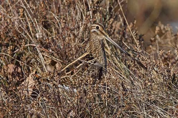 Chim dẽ giun có màu nâu và kích cỡ tương đương một con chim bồ câu nhỏ. Chúng sử dụng cái mỏ dài của mình để tìm kiếm côn trùng và sâu trong bùn. Trước đây, chim dẽ giun thường được thấy ở Anh và thường bị săn bắn. Tuy nhiên, với số lượng loài này giảm xuống, chúng ngày càng hiếm khi được nhìn thấy. Hiện tại, chỉ có 2 hoặc 3 con được phát hiện mỗi năm ở bờ biển nước này.
