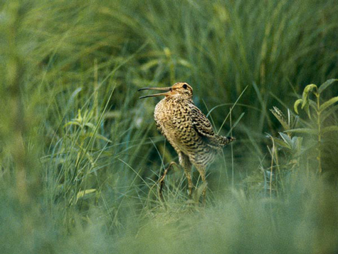 Theo một nghiên cứu mới đây của các nhà khoa học Thụy Điển và Anh, loài chim dẽ giun có thể bay gần 4.000 dặm (hơn 6.000 km) trong vòng 3 ngày liên tục. Thật khó tin rằng một loài chim với thân hình không mấy thon gọn và cái mỏ dài lại có thể thực hiện được hành trình như vậy.