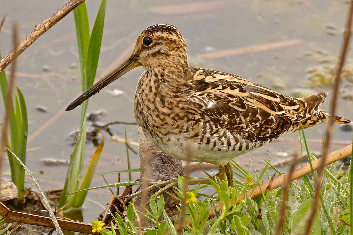 Điều đặc biệt về loài chim dẽ giun là khả năng bay không ngừng nghỉ qua nhiều khu vực mà chúng có thể kiếm ăn.