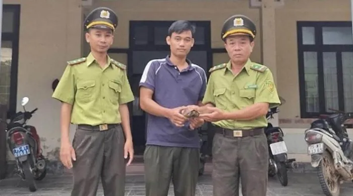 Mới đây, Hạt Kiểm lâm huyện Nam Đông tiếp nhận một cá thể rùa sa nhân quý hiếm do ông Hồ Thanh Hào, trú tại thôn A2, xã Hương Sơn (Nam Đông, Thừa Thiên Huế) tự nguyện giao nộp. Cá thể rùa này được ông Hào phát hiện khi làm nương rẫy và ông đã báo cơ quan chức năng với mong muốn thả nó về môi trường hoang dã. (Ảnh: KLTTH)