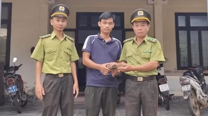 Mới đây, Hạt Kiểm lâm huyện Nam Đông tiếp nhận một cá thể rùa sa nhân quý hiếm do ông Hồ Thanh Hào, trú tại thôn A2, xã Hương Sơn (Nam Đông, Thừa Thiên Huế) tự nguyện giao nộp. Cá thể rùa này được ông Hào phát hiện khi làm nương rẫy và ông đã báo cơ quan chức năng với mong muốn thả nó về môi trường hoang dã. (Ảnh: KLTTH)