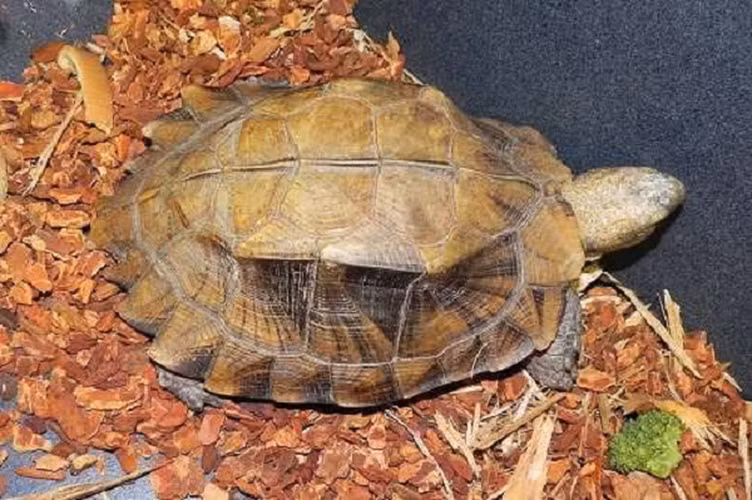 Phần yếm có thể giúp khép một phần thân trên của yếm vào với mai. Những con đực thường có yếm lõm ở phía bên dưới, cá thể rùa cái thường có yếm phẳng. Yếm của rùa sa nhân có màu vàng nhạt hoặc màu nâu và có xuất hiện viền đen xung quanh yếm.