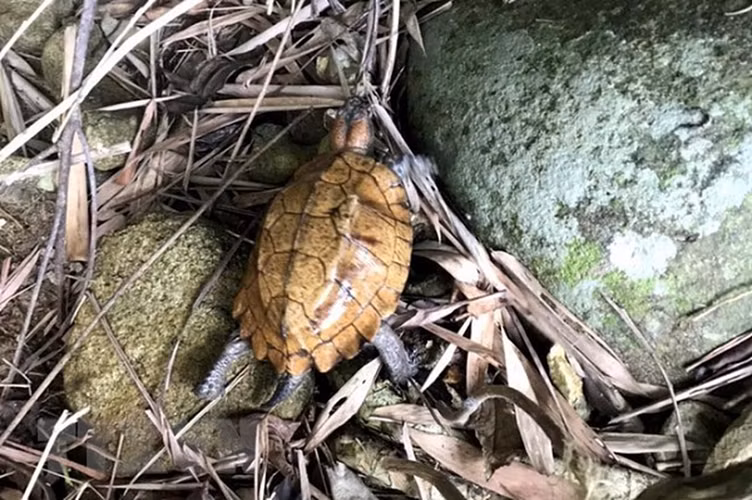 Loài rùa này có mắt màu đỏ. Đầu của loài này khá to so với một số loài rùa khác, có màu vàng cho đến màu nâu đậm. Một số những cá thể rùa núi viền khác lại có màu xám hơi đen, phần da ở đỉnh đầu cứng.