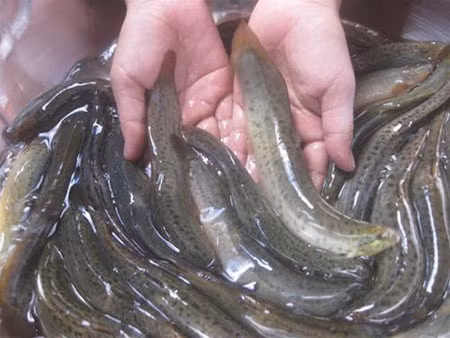 Theo Đông y Trung Quốc, cá chạch có tác dụng bổ khí huyết, tráng dương và thanh nhiệt. Loài cá này rất giàu lysine, một thành phần thiết yếu giúp hình thành tinh trùng, từ đó cải thiện chất lượng và số lượng tinh binh, cường dương hiệu quả.