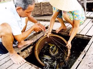 Mặc dù cá chạch mang lại nhiều lợi ích cho sức khỏe, nhưng những người có bệnh nền hoặc đang sử dụng thuốc hà thủ ô đỏ nên hạn chế tiêu thụ loại cá này để tránh giảm hiệu quả của thuốc.