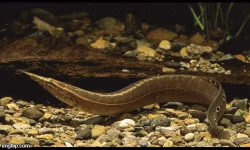 Chứa nhiều chất dinh dưỡng quan trọng như kẽm, selen, canxi, cá chạch hỗ trợ bảo vệ và phục hồi chức năng thận, thúc đẩy quá trình trao đổi chất và loại bỏ độc tố. Những dưỡng chất đặc biệt như axit amin và axit béo không bão hòa đa giúp duy trì sức khỏe thận lâu dài.