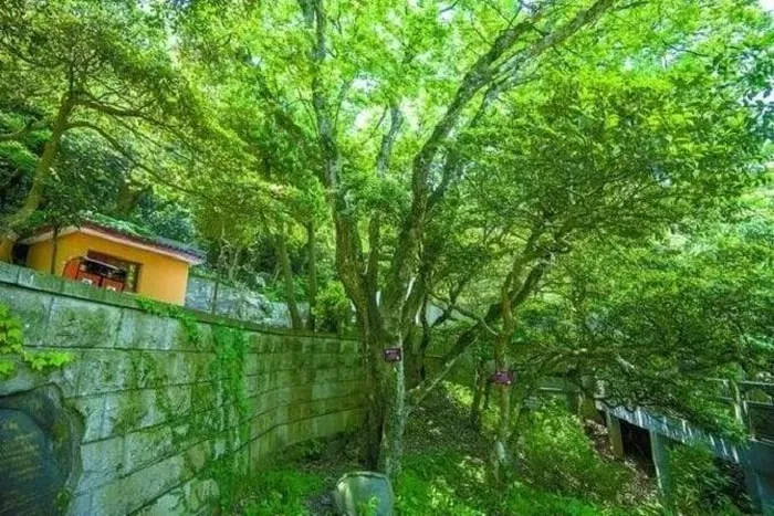 Câu chuyện về cây sồi tai ngỗng Phổ Đà là một minh chứng cho sự kiên trì và quyết tâm của con người trong việc bảo vệ và bảo tồn thiên nhiên, cho thấy rằng với nỗ lực và cam kết, chúng ta vẫn có thể bảo vệ và duy trì sự đa dạng sinh học quý báu trên hành tinh này.