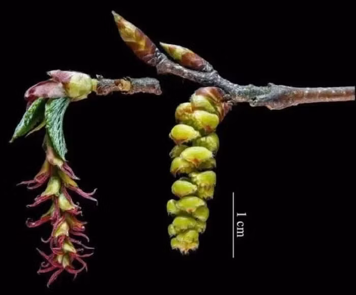 Mặc dù trước đây loài cây này từng phân bố rộng rãi trên núi Phổ Đà, nhưng do nạn phá rừng và khai hoang quy mô lớn, số lượng cây đã giảm mạnh, chỉ còn lại một cây duy nhất mọc trong chùa Huệ Tế.