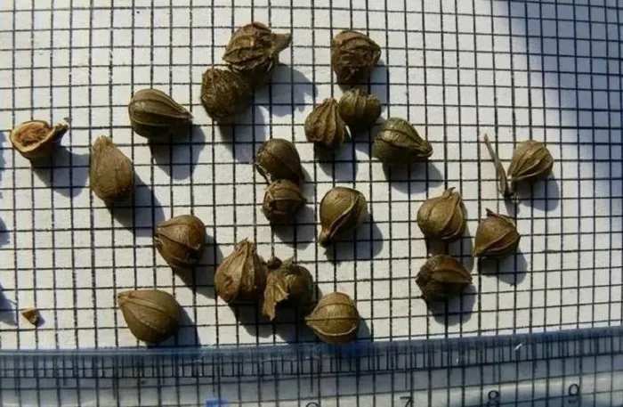 Trước nguy cơ tuyệt chủng, các nhà thực vật học đã áp dụng nhiều biện pháp bảo vệ và chăm sóc đặc biệt, sử dụng thụ phấn nhân tạo và kỹ thuật nhân giống mới để tăng số lượng cây con lên hàng chục nghìn.