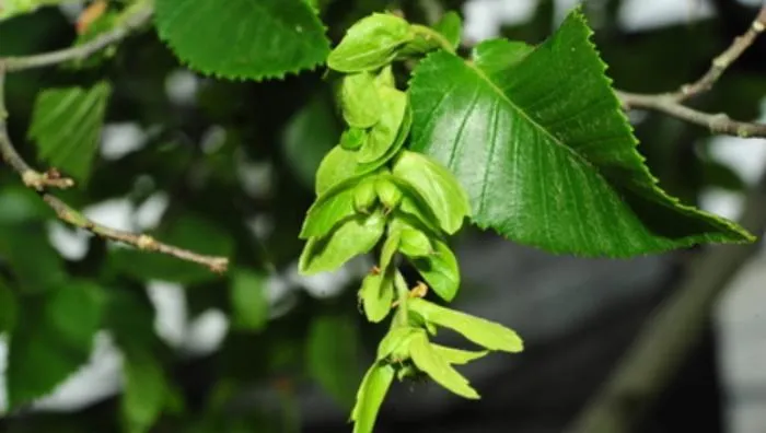 Việc thụ phấn tự nhiên của cây gặp nhiều khó khăn do thời gian nở hoa đực và hoa cái không đồng bộ và hạt của cây có vỏ dày, gây khó khăn cho việc nảy mầm tự nhiên.