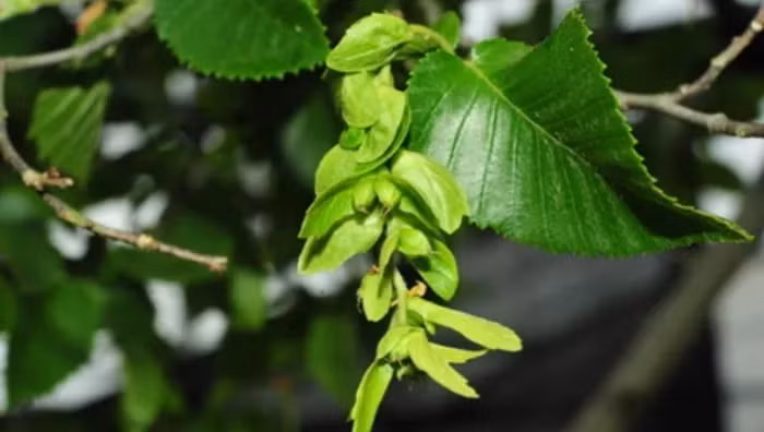 Việc thụ phấn tự nhiên của cây gặp nhiều khó khăn do thời gian nở hoa đực và hoa cái không đồng bộ và hạt của cây có vỏ dày, gây khó khăn cho việc nảy mầm tự nhiên.