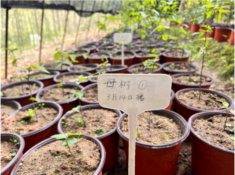 Năm 2011, hạt giống của cây sồi tai ngỗng Phổ Đà đã được gửi vào vũ trụ để tham gia thí nghiệm nhân giống trong không gian.