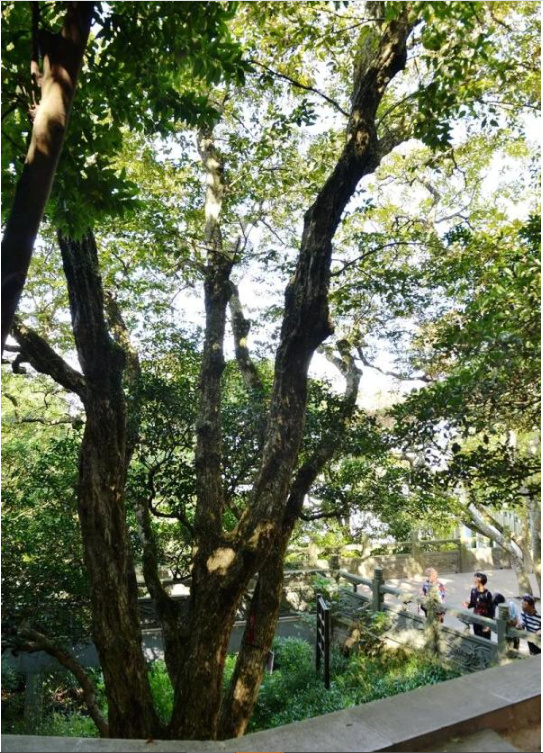 Chính phủ Trung Quốc đã xếp cây này vào danh sách các loài thực vật hoang dã cần được bảo vệ của quốc gia, và cộng đồng quốc tế cũng ghi nhận nó vào danh sách 12 loài thực vật có nguy cơ tuyệt chủng cao nhất thế giới.